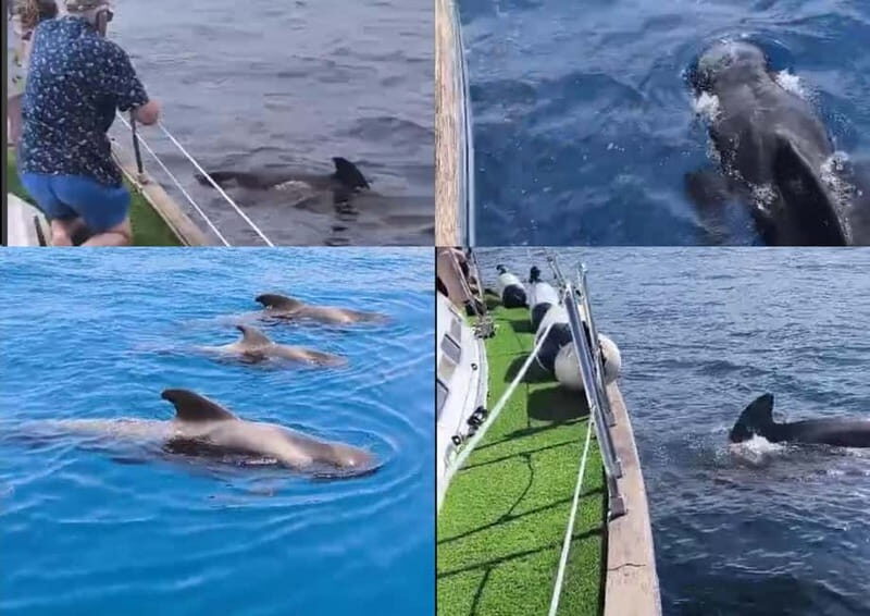 Private Whales & Dolphins Excursion: for you exclusively! - The Sum Up