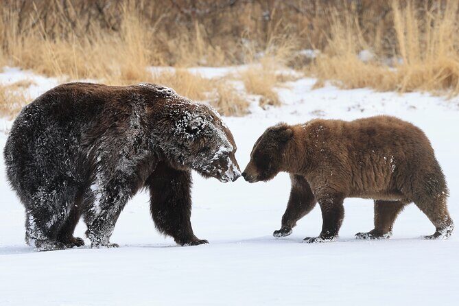 Private Whittier Cruise Transfer & Scenic Tour for Large Groups - Transportation & Timing: What to Expect