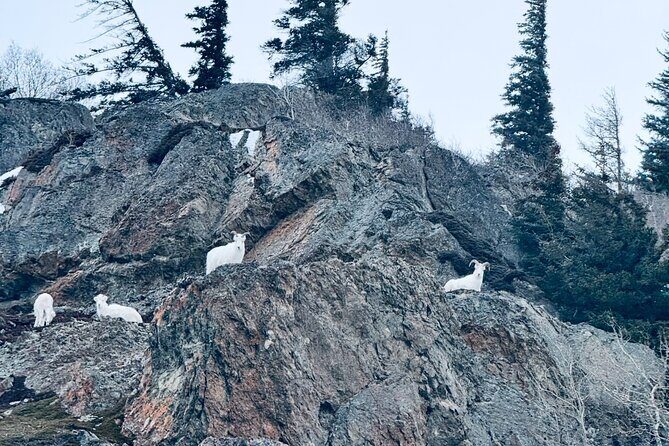 Private Whittier Cruise Transfer & Scenic Tour for Large Groups - Value and Price Consideration