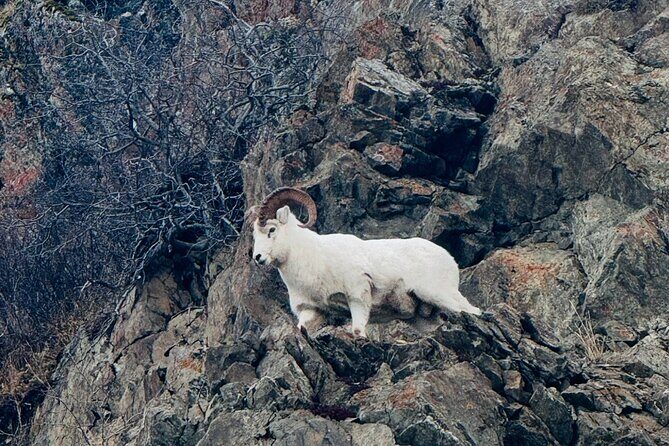 Private Whittier Cruise Transfer & Scenic Tour for Large Groups - Who Is This Tour Best For?