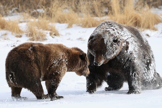 Private Whittier Cruise Transfer & Scenic Tour for Large Groups - Frequently Asked Questions