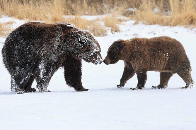 Private Whittier Cruise Transit Tour With AWCC - Introduction: What to Expect from the Private Whittier Cruise Transit Tour