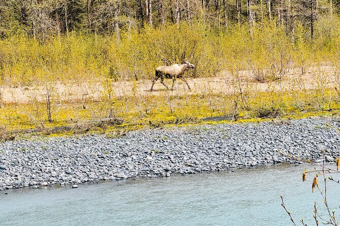 Private Whittier Cruise Transit Tour With AWCC - Authentic Experiences and Authenticity