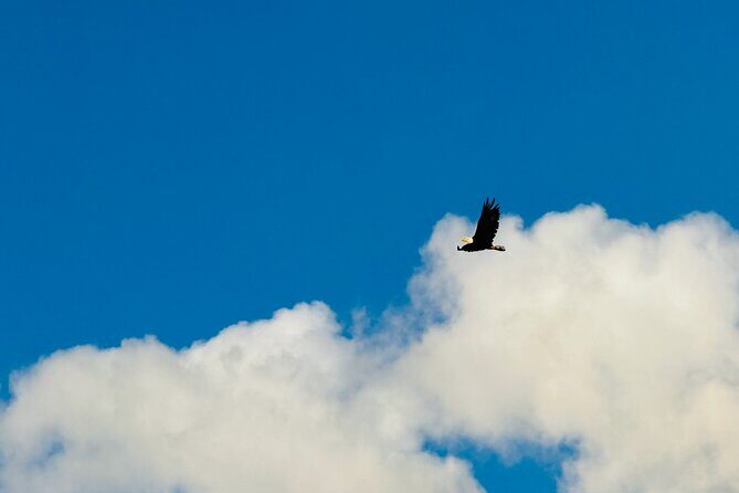 Private Whittier Cruise Transit Tour With AWCC - FAQs