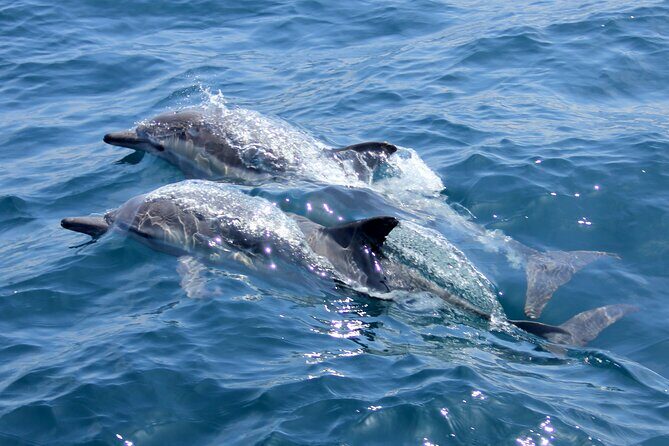 Private Wild Dolphin Encounter Day Trip - Pricing and Value