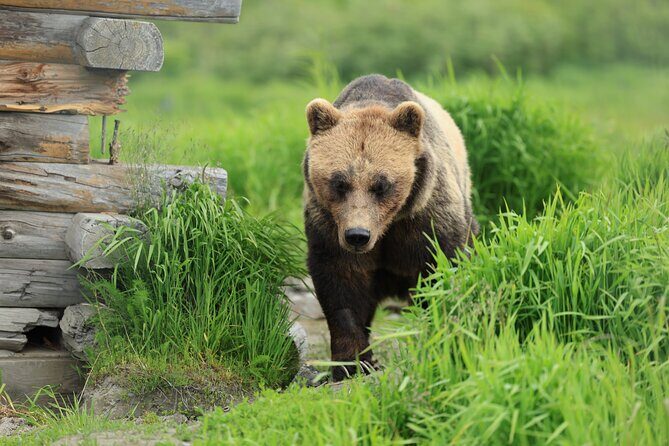 Private Wildlife, Glacier & Gold Panning (Panoramic Van Max 9) - Earthquake Park: A Powerful Reminder