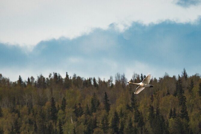 Private Wildlife, Glacier & Gold Panning (Panoramic Van Max 9) - Portage Lake Overlook & Byron Glacier Hike