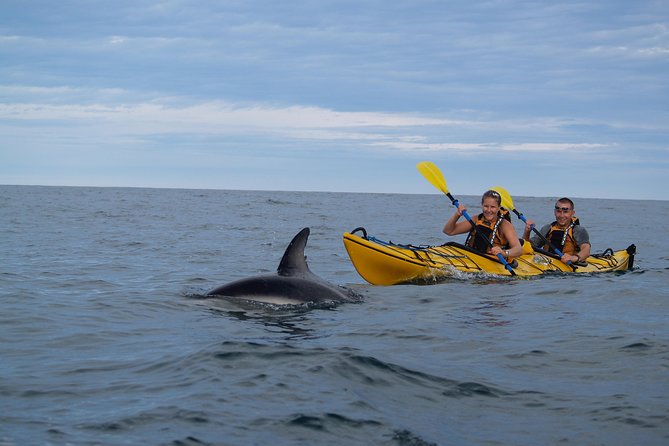 Private Wildlife Kayaking Tour - Kaikoura - Customer Reviews