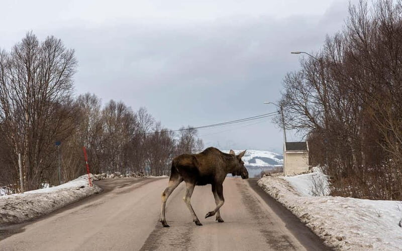 Private Wildlife Moose Photo Safari in Vesteralen - An Authentic Look at the Vesterålen Wildlife Safari