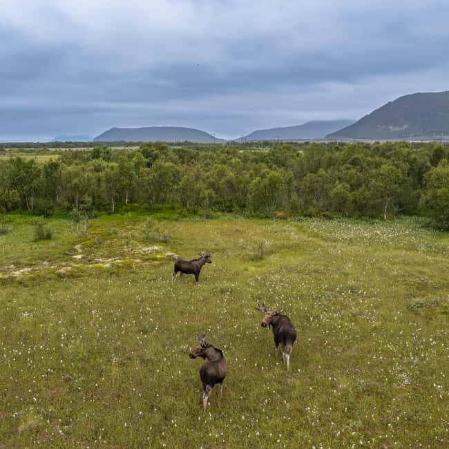 Private Wildlife Moose Photo Safari in Vesteralen - The Value of a Private Wildlife Safari