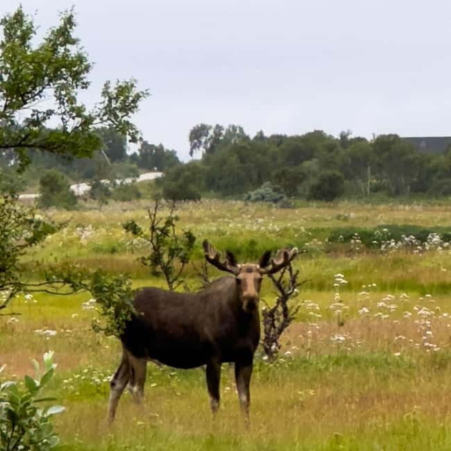 Private Wildlife Moose Photo Safari in Vesteralen - Final Thoughts