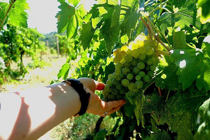 Private Wine & Evo Oil Tasting With Truffle Meal - Truffle Main Dishes
