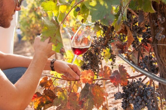 Private Wine, Tapas & Cava Experience From Barcelona - Guided Tours and Tasting Experiences