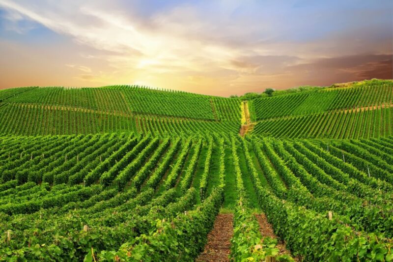 Private Wine Tasting Tour in Munich With a Wine Expert - Included in the Tour