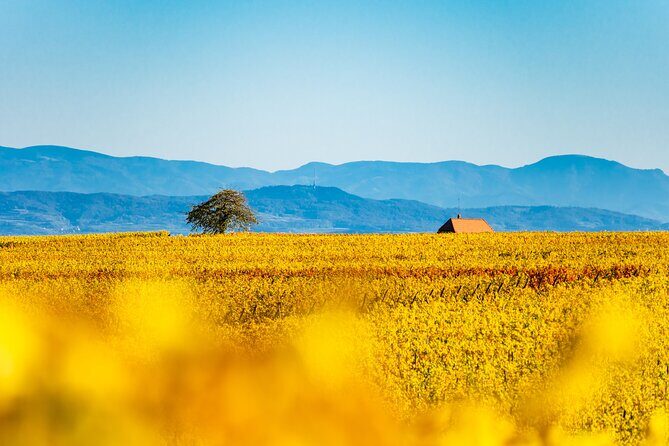 Private Wine Tasting Tour With Personal Driver in Alsace - Discover the Charm of Alsace Through a Private Wine Tasting Tour