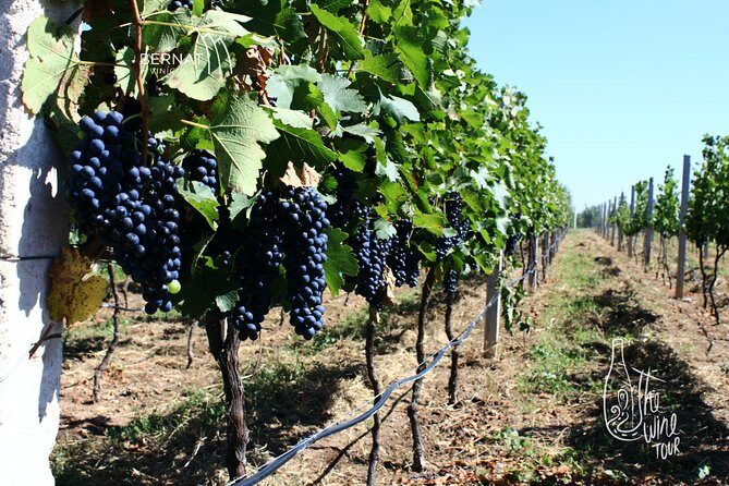 Private wine tasting & wine pairing tours - What the Reviews Say