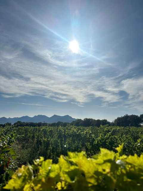 Private Wine Tastings Around Calvi & Île-Rousse - Experiencing Corsican Culture Through Wine