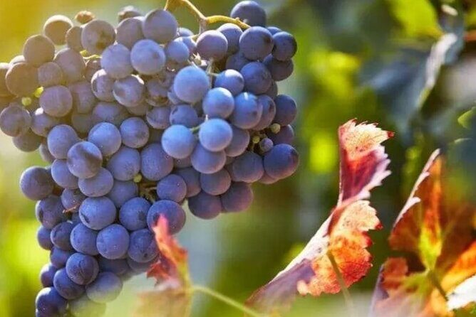 Private Wine Tour in Hunter Valley Pokolbin - The Sum Up