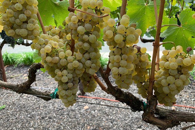 Private Wine Tour Napa or Sonoma 6 hours up to 6 people - FAQ