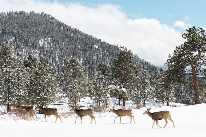 Private Winter Tour + Sledding in Rocky Mountain National Park - Inclusions That Make Your Tour Special