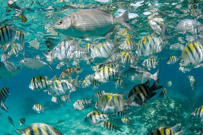 Private Yacht 48 ft Sting Ray City, Snorkel & Starfish Beach - FAQs