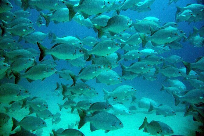 Private Yal-ku and Akumal Experience - Real-World Insights from Reviews and Experiences