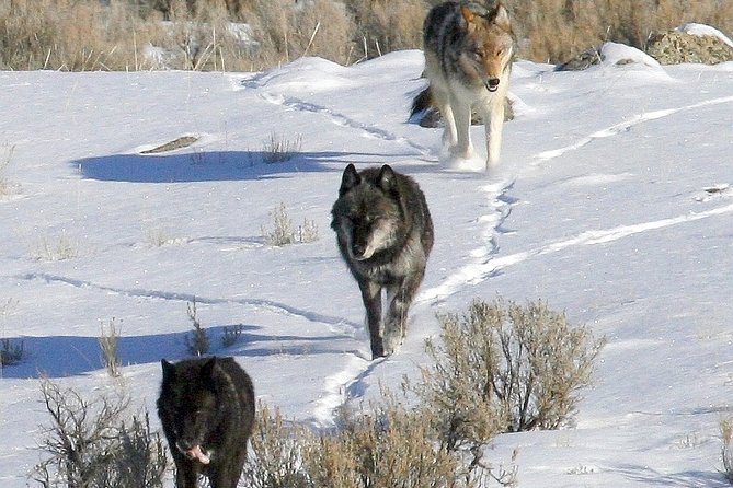 Private Yellowstone National Park Sightseeing Tour With Lunch - Start the Day With Coffee