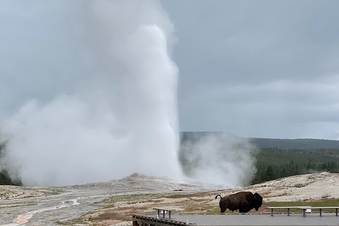 PRIVATE Yellowstone Tour 4 or More People- Picnic, Binoculars, Spotting Scope - Booking Information