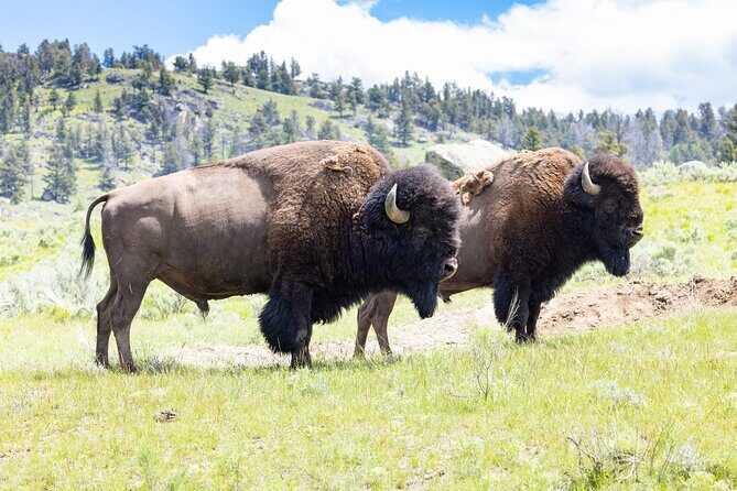 Private Yellowstone Wildlife Tour for Up to 10 Guests - Key Points