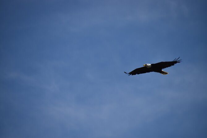 Private Yellowstone Wildlife Tour for Up to 10 Guests - The Logistics: Timing, Pickup, and Flexibility