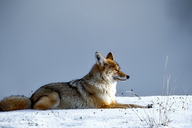 Private Yellowstone Wildlife Tour for Up to 10 Guests - Pricing and Value Analysis