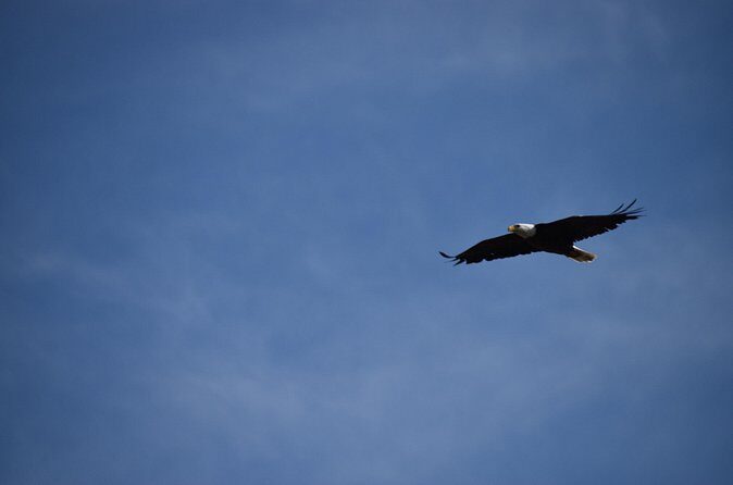 Private Yellowstone Wildlife Tour for Up to 10 Guests - Who Should Consider This Tour?