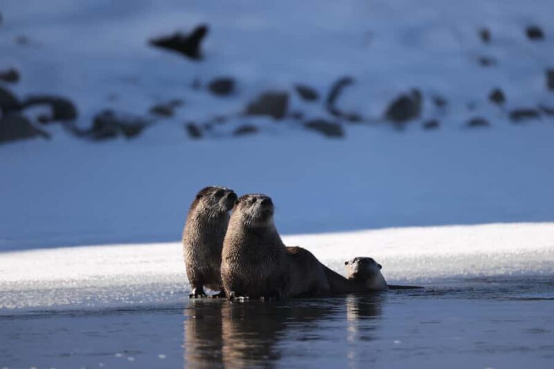 Private Yellowstone Winter Safari and Wolf Watching Tour - An Authentic Winter Yellowstone Experience