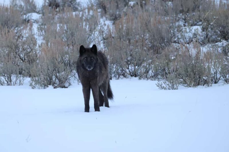 Private Yellowstone Winter Safari and Wolf Watching Tour - Why the Reviews Speak Volumes