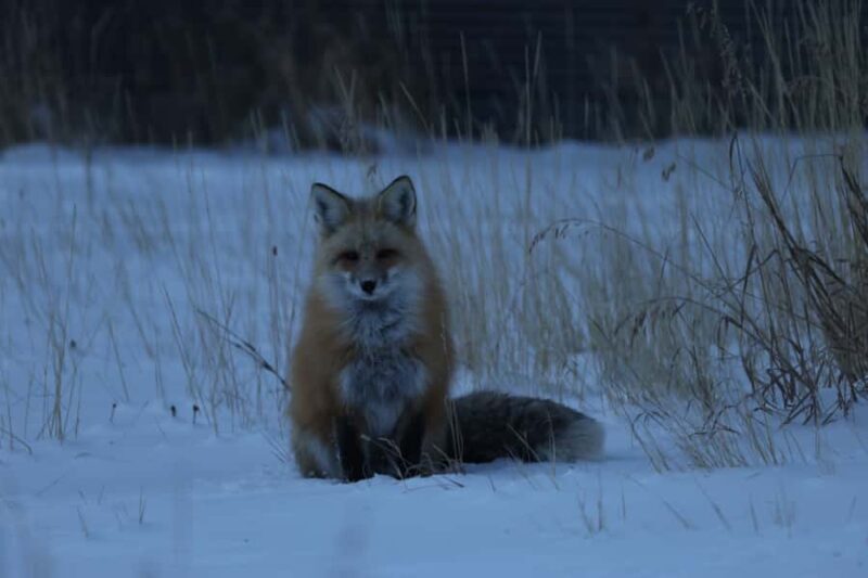 Private Yellowstone Winter Safari and Wolf Watching Tour - Final Thoughts