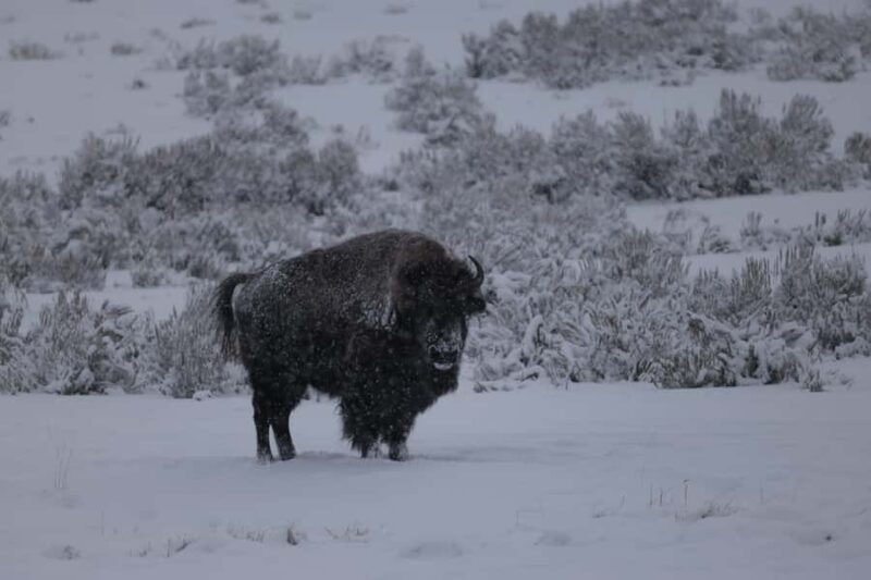 Private Yellowstone Winter Safari and Wolf Watching Tour - FAQ