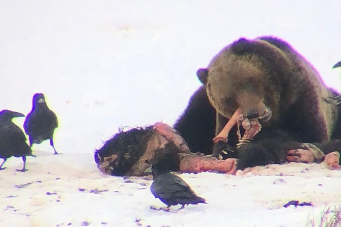 Private Yellowstone Winter Wolf Watching and Wildlife Safari - Frequently Asked Questions