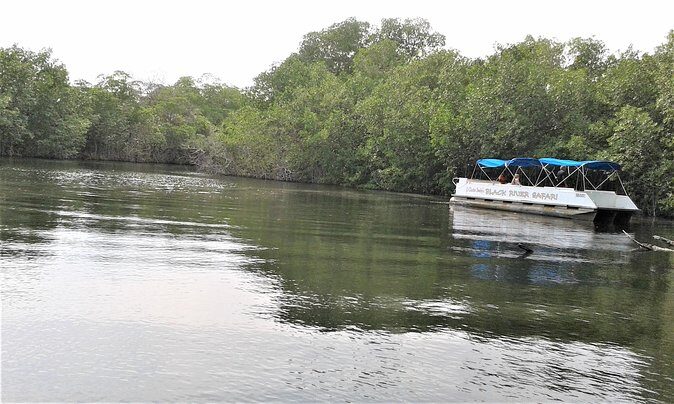 Private YS Falls and Black River Safari from Negril - The Black River Safari: Wildlife and Wilderness