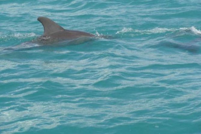 [PRIVATE] YS Falls, Black River, Pelican Bar - Entrance & Lunch - Black River Safari Experience