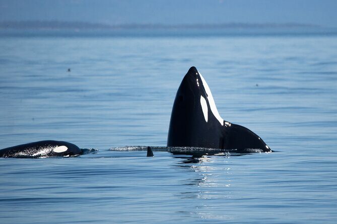 Private Zodiac Whale Watching Tour from Victoria - A Closer Look at the Tour