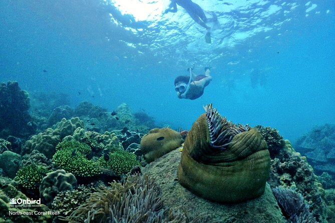 PROFESSIONAL SNORKELING to Explore Hidden Coral Spots (MAX 9 PAX) - Pricing and Pickup Information