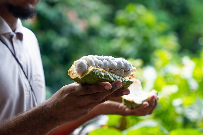 Project Chocolat Tree to Bar Tour at Hotel Chocolat Saint Lucia - Key Points