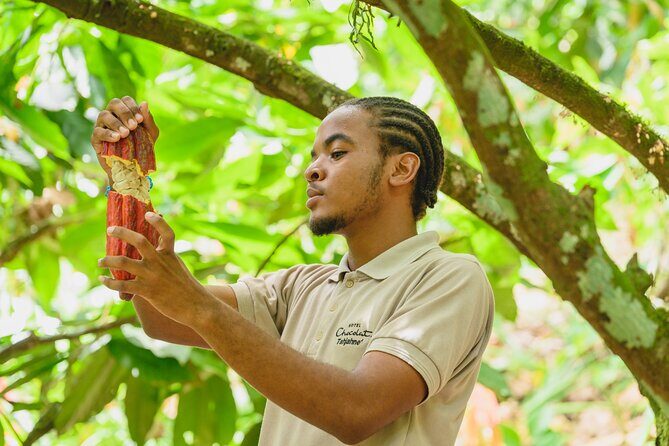 Project Chocolat Tree to Bar Tour at Hotel Chocolat Saint Lucia - The Value of the Experience