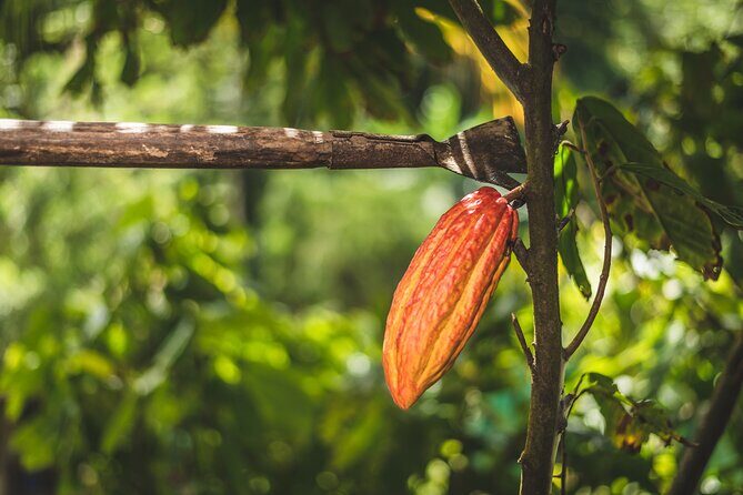 Project Chocolat Tree to Bar Tour at Hotel Chocolat Saint Lucia - FAQ