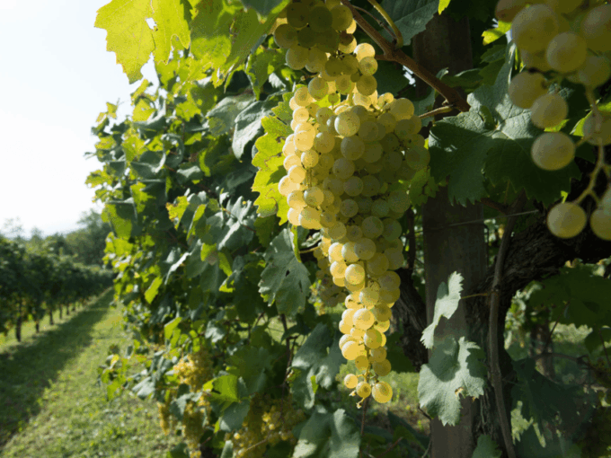 Prosecco Tasting in Countryside Winery - Transportation and Accessibility