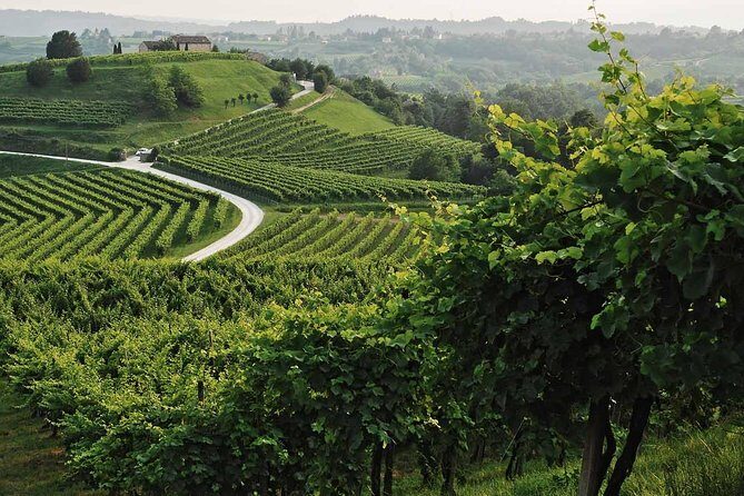 Prosecco Tour and Tasting from Venice - Exploring the Veneto Countryside