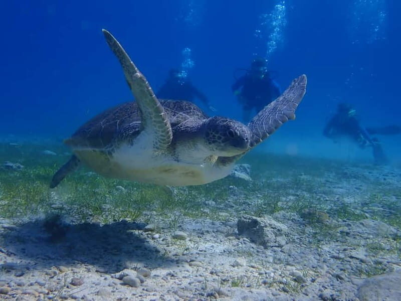 Protaras: Cape Grecko Single Dive for Qualified Divers - An Introduction to the Experience