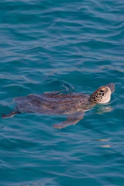 Protaras:Cape Greco, Turtle Cove & Blue Lagoon Sunset Cruise - Starting Point & Departure Times