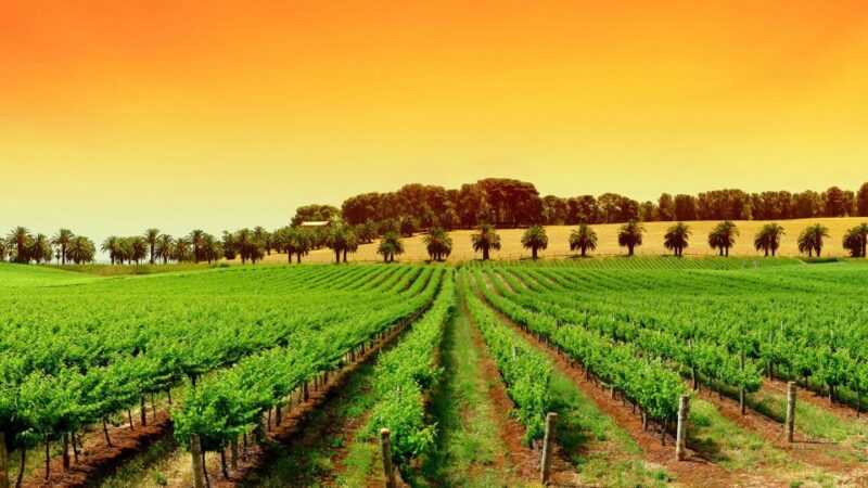 Provence Day, Saint Tropez Grimaud Village Wine Tasting - Wine Tasting Experience