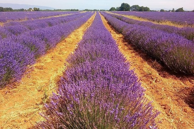 Provence Lavender Full Day Tour From Avignon - Exploring Lavender Fields